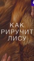 Как приручить лису 1 сезон 5 серия