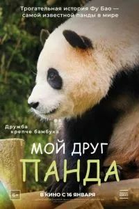 Мой друг панда 2024